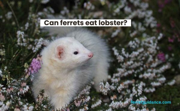 Can ferrets eat lobster?