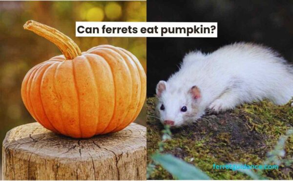can ferrets eat pumpkins?