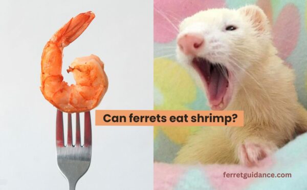 can ferrets eat shrimp?
