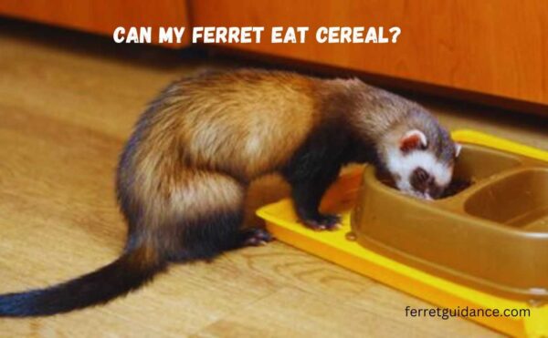 can my ferret eat cereal?