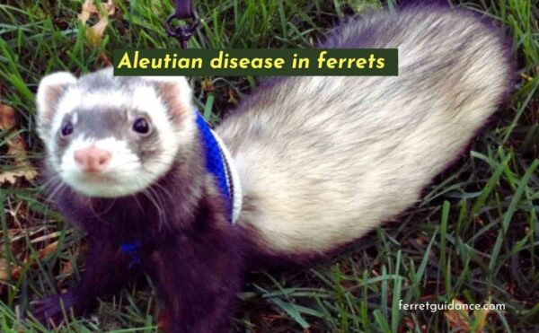 Aleutian disease in ferrets?