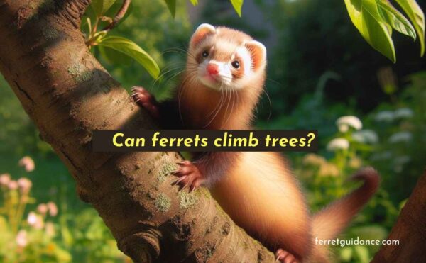 can ferrets climb trees?