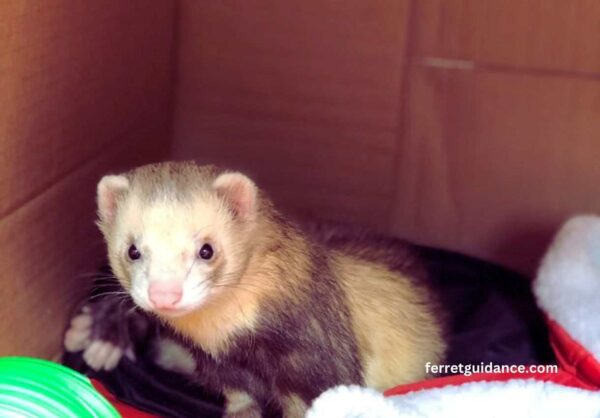 Kidney disease in ferrets