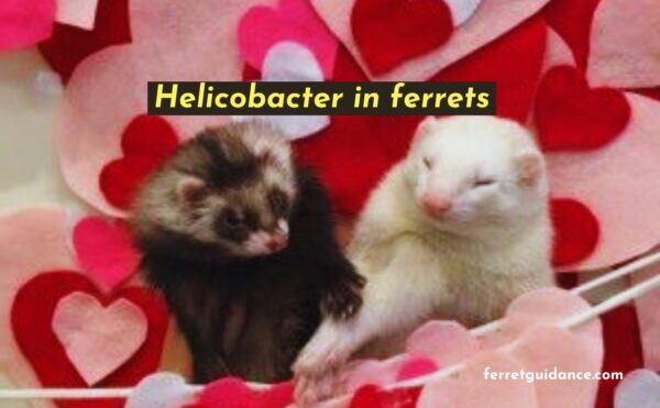 Helicobacter in ferrets