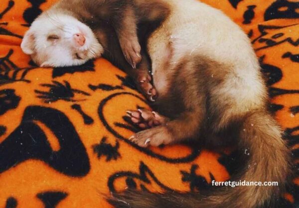 what is ferret adrenal disease?