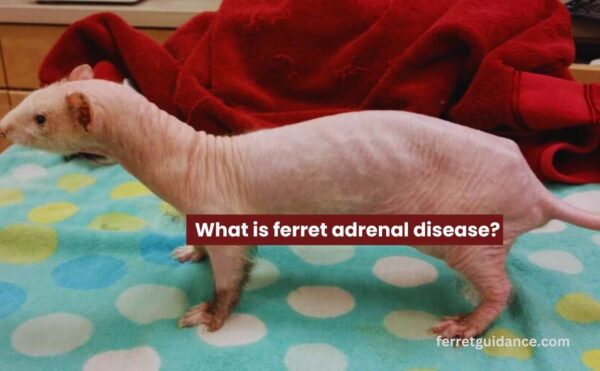 what is ferret adrenal disease?