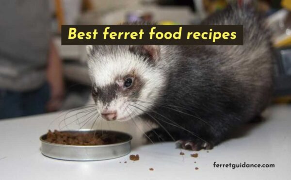 best ferret food recipes