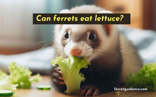 can ferrets eat lettuce?