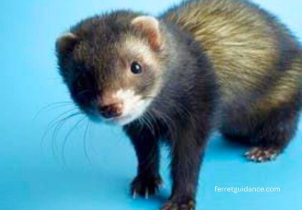 best ferret food recipes