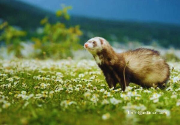 best ferret food recipes