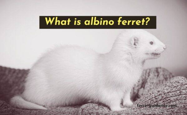 albino ferret complete breakdown