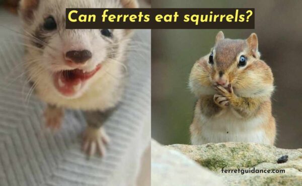 can ferrets eat squirrels?